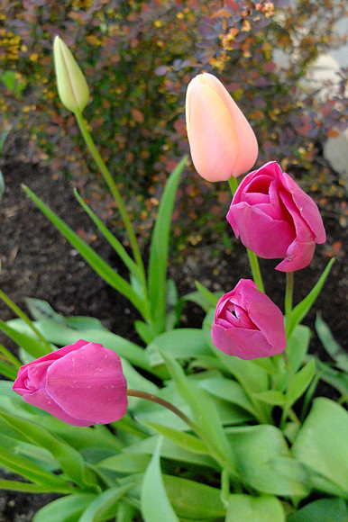 X20 Zoo-90_ISO 1000_1-200 sec at f - 2.0_ at 7.1 mm