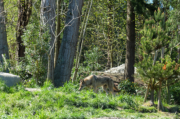 X20 Zoo-24_ISO 100_1-250 sec at f - 4.0_ at 28.4 mm