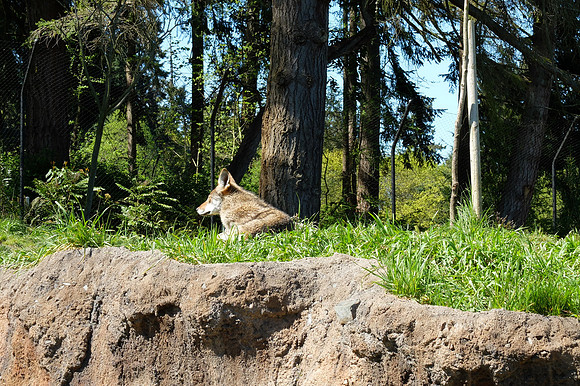 X20 Zoo-27_ISO 100_1-250 sec at f - 5.0_ at 28.4 mm