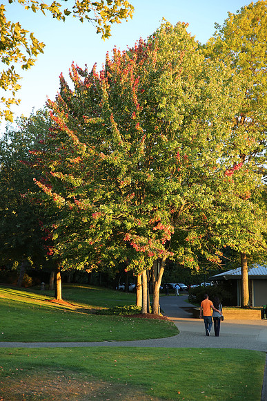 Coulon Park 24-70 II-33_ISO 100_1-100 sec at f - 3.5_EF24-70mm f-2.8L II USM at 70 mm