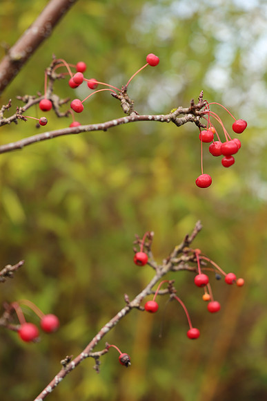 Canon R6 Mark II Review Part II-50
