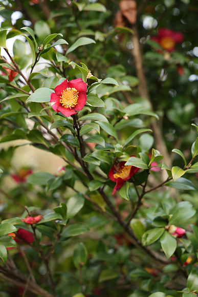 Canon R6 Mark II Review Part II-68