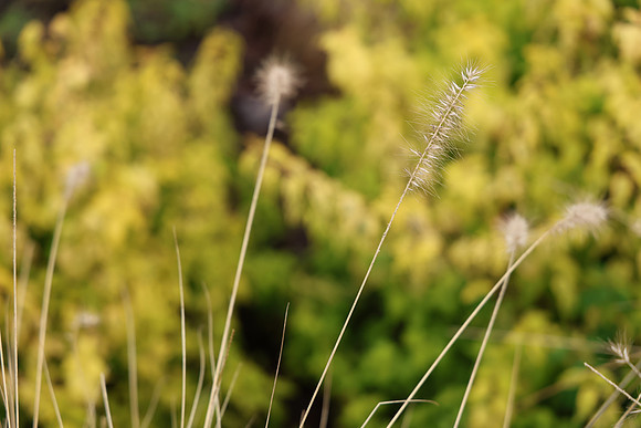Canon R6 Mark II Review Part II-74