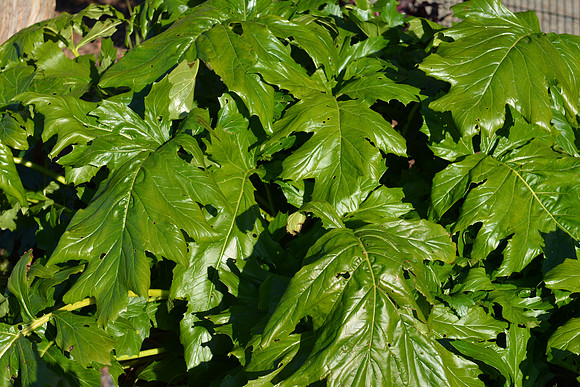 untitled-679_ISO 100_1-200 sec at f - 5.6_24.0-70.0 mm f-2.8 at 58 mm
