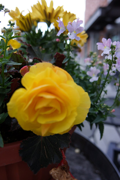Sony NEX-7 Test-176_ISO 200_28 mm_1-160 sec at f - 4.0_-1EV
