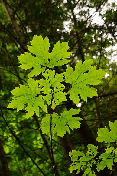 Sony NEX-7-189_ISO 640_82 mm_1-100 sec at f - 5.6_-1EV
