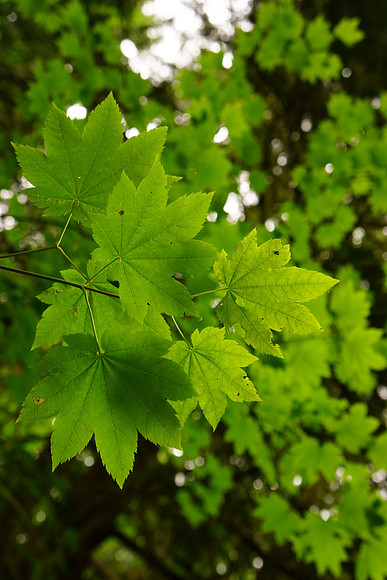 Sony NEX-7-197_ISO 500_55 mm_1-60 sec at f - 5.6_-1EV
