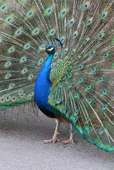 Zoo Peacock-21