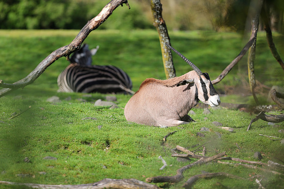 Zoo-789