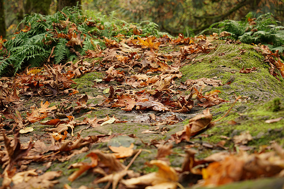 a7R2Trail-34_ISO 100_1-4 sec at f - 5.6_FE 24-70mm F4 ZA OSS at 67 mm