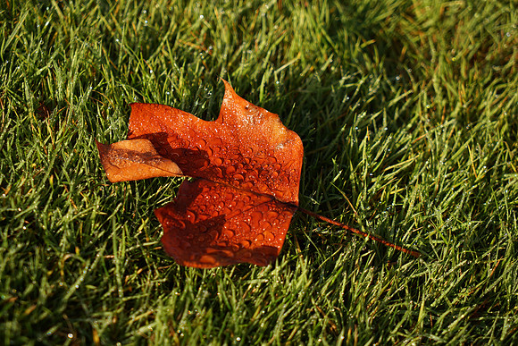 A7R2Fall-41_ISO 125_1-500 sec at f - 5.0_FE 24-70mm F4 ZA OSS at 70 mm