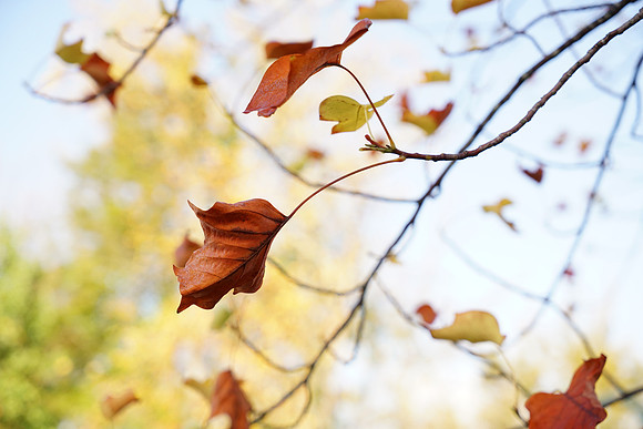A7R2Fall-51_ISO 800_1-800 sec at f - 5.6_FE 24-70mm F4 ZA OSS at 70 mm