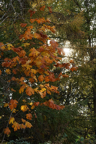 A7R2Fall-65_ISO 1000_1-800 sec at f - 5.6_FE 24-70mm F4 ZA OSS at 67 mm