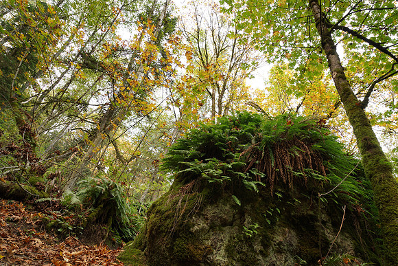 a7R2Trail-26_ISO 100_1-3 sec at f - 8.0_FE 24-70mm F4 ZA OSS at 24 mm