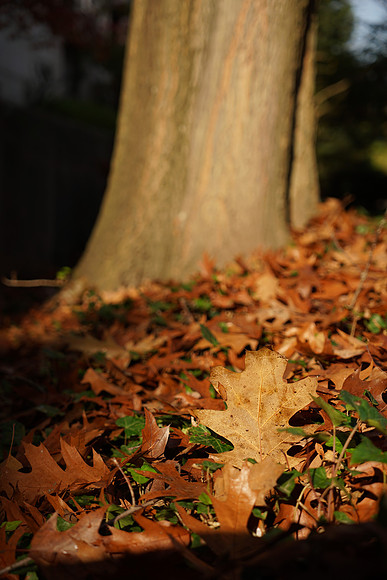 A7R2Fall-123_ISO 100_1-1000 sec at f - 4.0_FE 24-70mm F4 ZA OSS at 70 mm