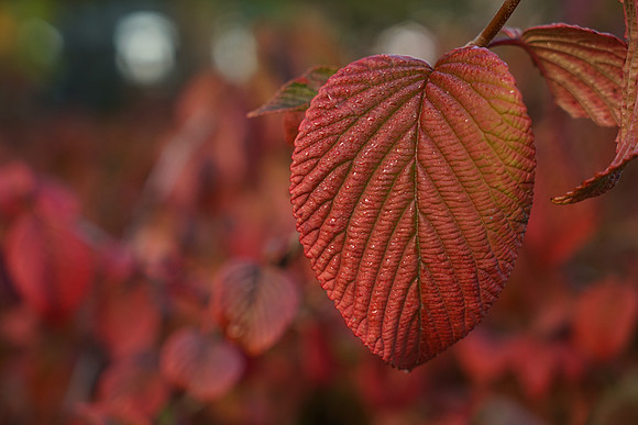 A7R2Fall-97_ISO 800_1-500 sec at f - 5.6_FE 24-70mm F4 ZA OSS at 70 mm