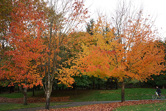 a7R2Fall-407_ISO 1250_1-125 sec at f - 4.0_FE 24-70mm F4 ZA OSS at 35 mm