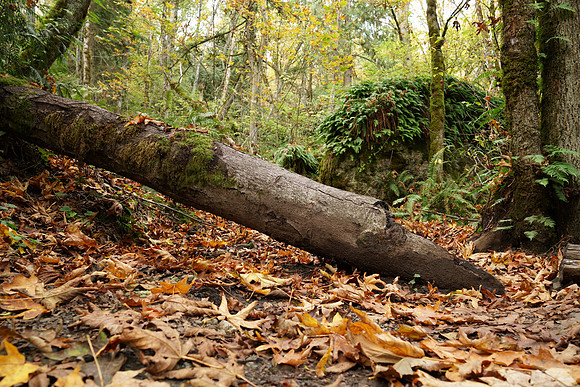 a7R2Trail-14_ISO 100_0.4 sec at f - 5.6_FE 24-70mm F4 ZA OSS at 27 mm