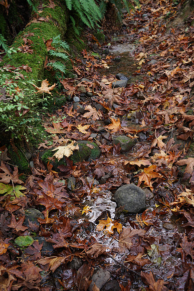 a7R2Trail-71_ISO 100_2.5 sec at f - 5.6_FE 24-70mm F4 ZA OSS at 36 mm