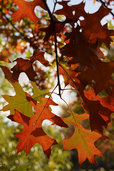 A7R2Fall-109_ISO 125_1-160 sec at f - 9.0_FE 24-70mm F4 ZA OSS at 70 mm