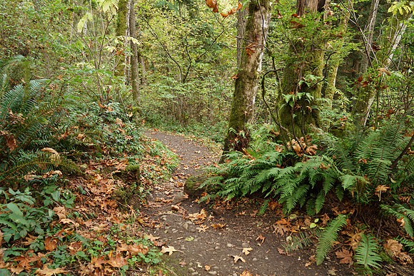 a7R2Trail-10_ISO 200_1-8 sec at f - 4.0_FE 24-70mm F4 ZA OSS at 27 mm