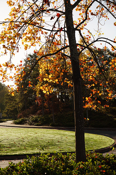 A7R2Fall-73_ISO 100_1-500 sec at f - 5.6_FE 24-70mm F4 ZA OSS at 70 mm