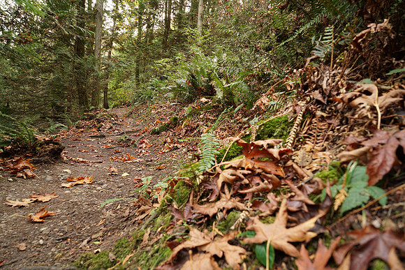 a7R2Trail-43_ISO 100_0.8 sec at f - 5.6_FE 24-70mm F4 ZA OSS at 24 mm