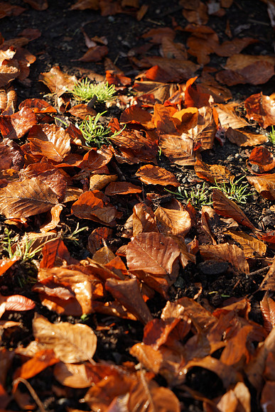 A7R2Fall-75_ISO 100_1-160 sec at f - 5.6_FE 24-70mm F4 ZA OSS at 70 mm