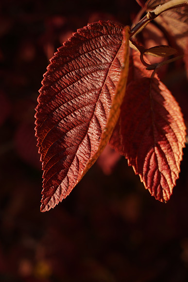 A7R2Fall-117_ISO 100_1-400 sec at f - 5.6_FE 24-70mm F4 ZA OSS at 70 mm