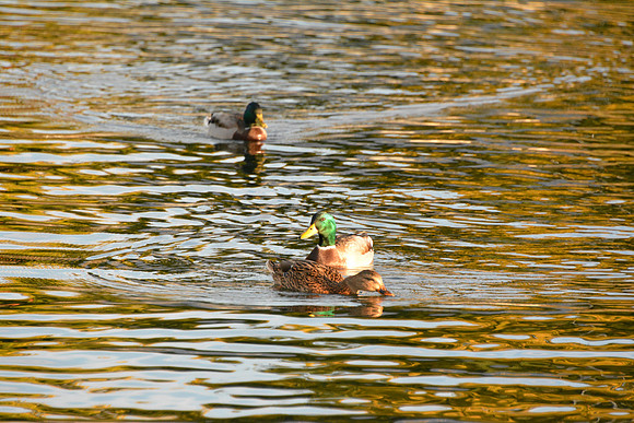 Nikon D5200-252_ISO 3200_1-1600 sec at f - 6.3_28.0-300.0 mm f-3.5-5.6 at 300 mm