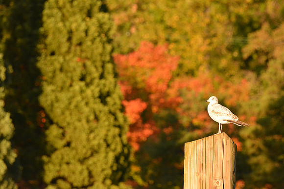 Nikon D5200-270_ISO 3200_1-3200 sec at f - 7.1_28.0-300.0 mm f-3.5-5.6 at 300 mm