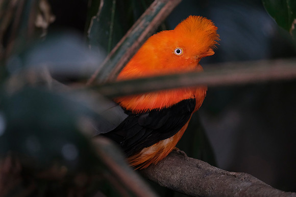 Zoo-169 [1-125 sec at f - 5.0 270.6 mm Fujifilm X-T30 XF100-400mmF4.5-5.6 R LM OIS WR]