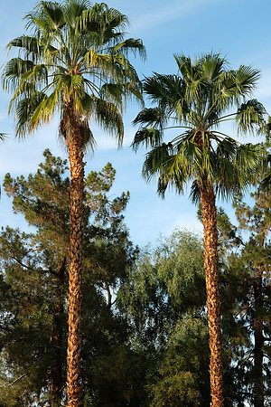 Palm Desert X-E2-5