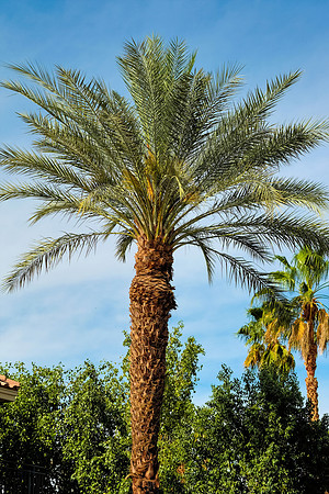 Palm Desert X-E2-119