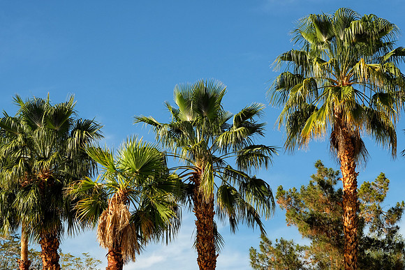 Palm Desert X-E2-1