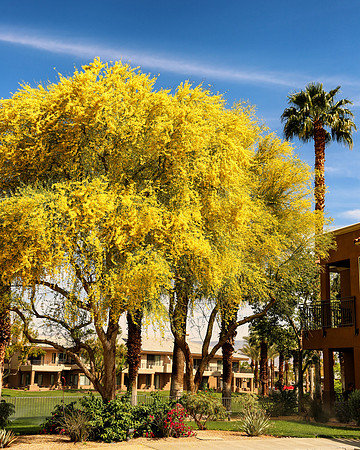 Palm Desert-85