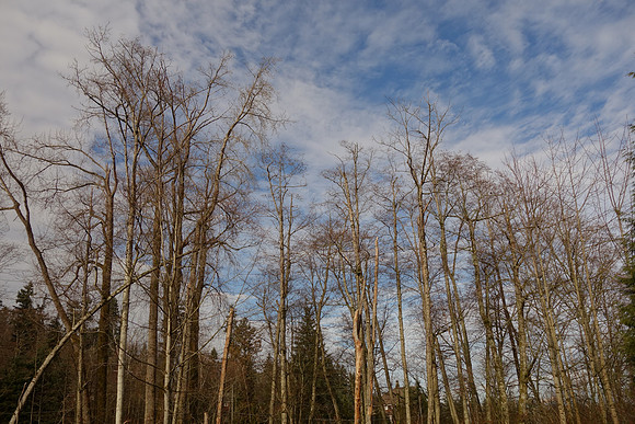 SonyRX100-113_ISO 125_1-500 sec at f - 5.6_10.4-37.1 mm f-1.8-4.9 at 10.4 mm