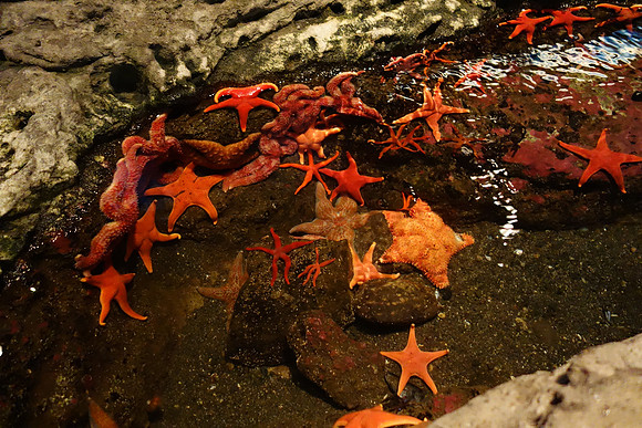 SonyRX100-216_ISO 3200_1-200 sec at f - 1.8_10.4-37.1 mm f-1.8-4.9 at 10.4 mm
