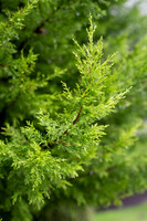 Sony A1 II-19