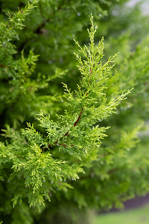 Sony A1 II-19