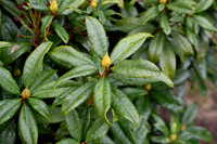 Sony A1 II-21