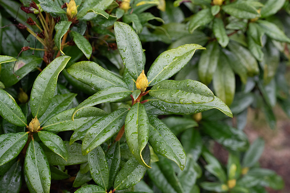 Sony A1 II-21