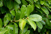 Sony A1 II-15
