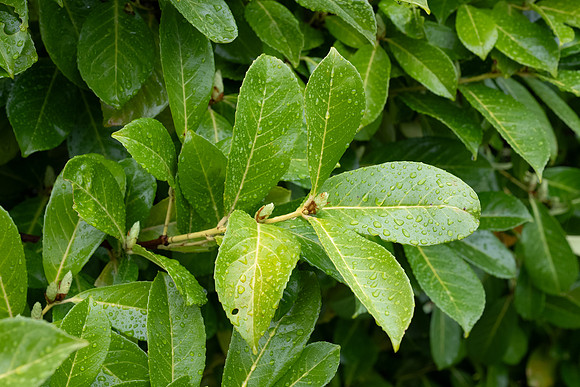 Sony A1 II-15