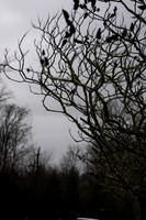 Sony A1 II-31