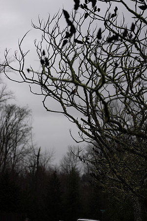 Sony A1 II-31