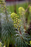 Sony A1 II-37