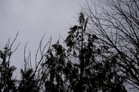 Sony A1 II-33
