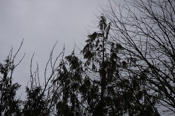 Sony A1 II-33