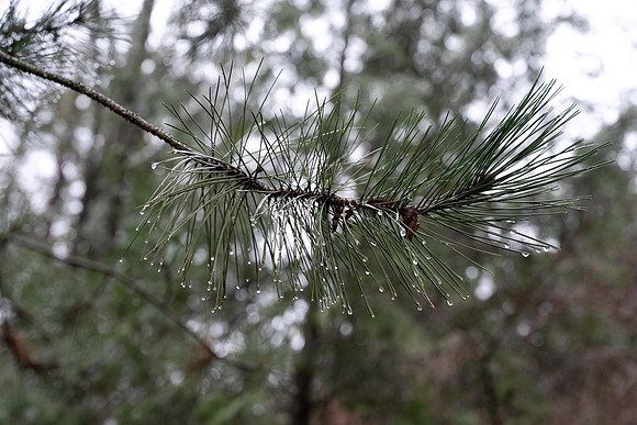 Sony A1 II-49
